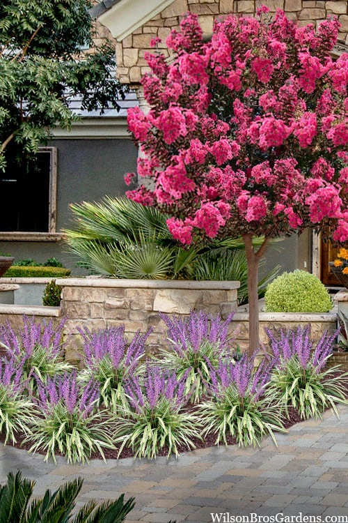 Variegated Liriope - Lilyturf - 18 Count Flat Of 3.5" Pint Pots 7 Variegated Liriope - Lilyturf - 18 Count Flat Of 3.5" Pint Pots - Image 5