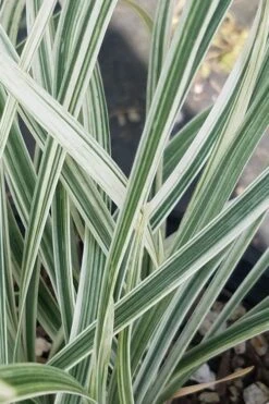 Silver Dragon Liriope - Lilyturf - 18 Count Flats Of Pint Pots -Outlet Drip Mingle Store liriope spicata silver dragon lilyturf 101