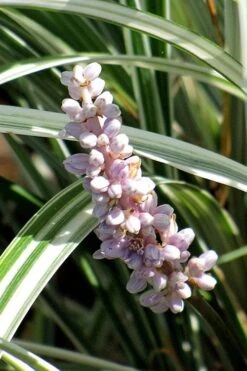 Silver Dragon Liriope - Lilyturf - 18 Count Flats Of Pint Pots -Outlet Drip Mingle Store liriope spicata silver dragon lilyturf 102