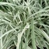 Silver Dragon Liriope - Lilyturf - 18 Count Flats Of Pint Pots -Outlet Drip Mingle Store liriope spicata silver dragon lilyturf 107