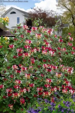 Serotina Fragrant Honeysuckle Vine - 1 Gallon Pot -Outlet Drip Mingle Store lonicera periclymenum serotina fragrant honeysuckle vine 8