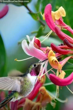 Serotina Fragrant Honeysuckle Vine - 1 Gallon Pot -Outlet Drip Mingle Store lonicera periclymenum serotina fragrant honeysuckle vine 9