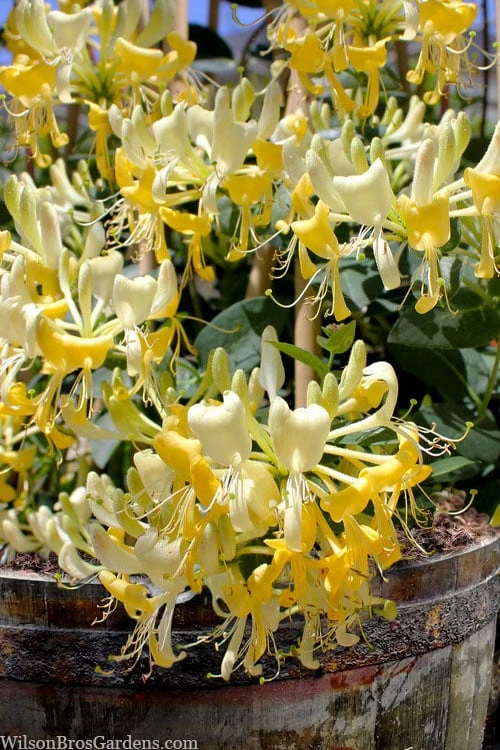 Scentsation Fragrant Yellow Honeysuckle - Lonicera Periclymenum - 1 Gallon Pot 7 Scentsation Fragrant Yellow Honeysuckle - Lonicera Periclymenum - 1 Gallon Pot - Image 5