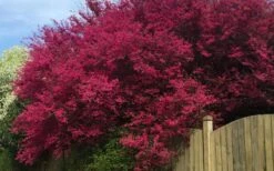 Zhuzhou Loropetalum (Chinese Fringeflower) - 3 Gallon Pot -Outlet Drip Mingle Store loropetalum chinense zhu zhou 100