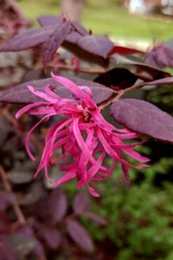 Zhuzhou Loropetalum (Chinese Fringeflower) - 3 Gallon Pot -Outlet Drip Mingle Store loropetalum chinense zhu zhou 101