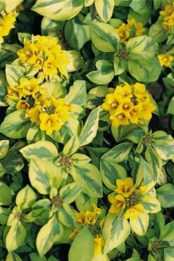 Waikiki Sunset Lysimachia - 5 Pack Of Quart Pots -Outlet Drip Mingle Store lysimachia