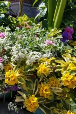 Waikiki Sunset Lysimachia - 5 Pack Of Quart Pots -Outlet Drip Mingle Store lysimachia waikiki sunset 2