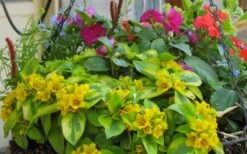Waikiki Sunset Lysimachia - 5 Pack Of Quart Pots -Outlet Drip Mingle Store lysimachia waikiki sunset 5
