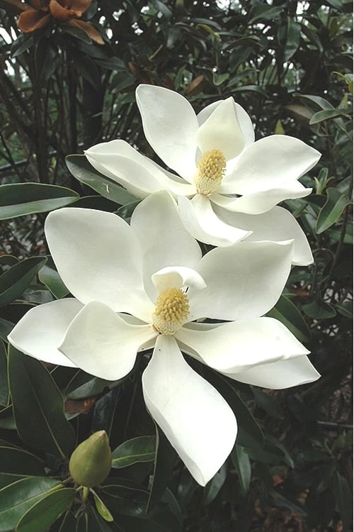 Alta Southern Magnolia - 5 Gallon Pot 3 Alta Southern Magnolia - 5 Gallon Pot