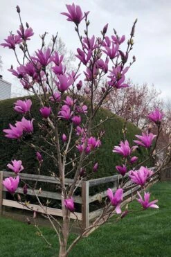 Ann Magnolia Tulip Tree - 3 Gallon Pot -Outlet Drip Mingle Store magnolia ann tulip tree 100 1