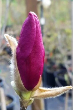 Betty Magnolia Tulip Tree - 1 Gallon Pot 16 Betty Magnolia Tulip Tree - 1 Gallon Pot -Outlet Drip Mingle Store magnolia betty 21