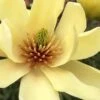 Butterflies Yellow Magnolia (Tulip Tree) - 7 Gallon Pot (6-7')