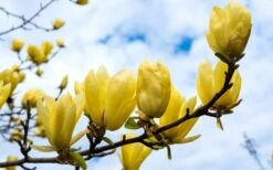 Butterflies Yellow Magnolia (Tulip Tree) - 7 Gallon Pot (6-7') -Outlet Drip Mingle Store magnolia butterflies yellow tulip tree 2 2