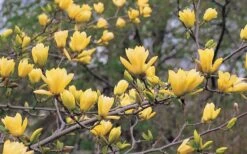 Butterflies Yellow Magnolia (Tulip Tree) - 1 Gallon Pot -Outlet Drip Mingle Store magnolia butterflies yellow tulip tree 3 1