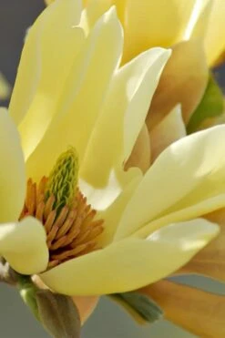 Butterflies Yellow Magnolia (Tulip Tree) - 1 Gallon Pot -Outlet Drip Mingle Store magnolia butterflies yellow tulip tree 5 1