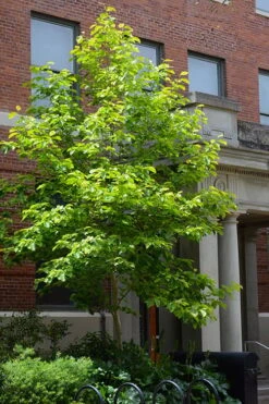 Butterflies Yellow Magnolia (Tulip Tree) - 7 Gallon Pot (6-7') -Outlet Drip Mingle Store magnolia butterflies yellow tulip tree 7 2