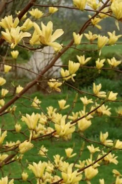 Butterflies Yellow Magnolia (Tulip Tree) - 7 Gallon Pot (6-7') -Outlet Drip Mingle Store magnolia butterflies yellow tulip tree 8 2