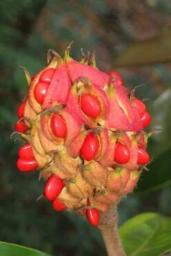 Victoria Cold Hardy Evergreen Magnolia - 3 Gallon Pot -Outlet Drip Mingle Store magnolia edith bogue fruit 1