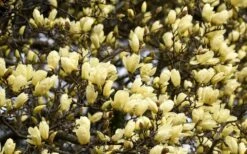 Elizabeth Magnolia (Tulip Tree) - 5 Gallon Pot -Outlet Drip Mingle Store magnolia elizabeth 15