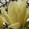 Elizabeth Magnolia (Tulip Tree) - 5 Gallon Pot -Outlet Drip Mingle Store magnolia elizabeth 17
