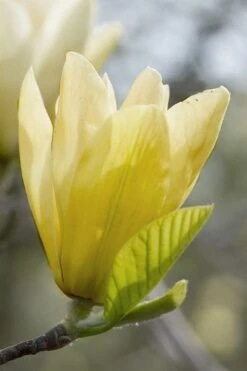 Elizabeth Magnolia (Tulip Tree) - 5 Gallon Pot -Outlet Drip Mingle Store magnolia elizabeth 2