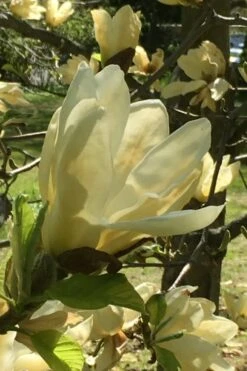 Elizabeth Magnolia (Tulip Tree) - 5 Gallon Pot -Outlet Drip Mingle Store magnolia elizabeth 8