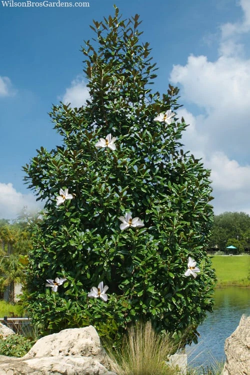 Greenback Southern Magnolia - 3 Gallon Pot 3 Greenback Southern Magnolia - 3 Gallon Pot