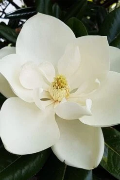 Southern Magnolia Tree - 5 Gallon Pot 13 Southern Magnolia Tree - 5 Gallon Pot -Outlet Drip Mingle Store magnolia grandiflora southern magnolia 1