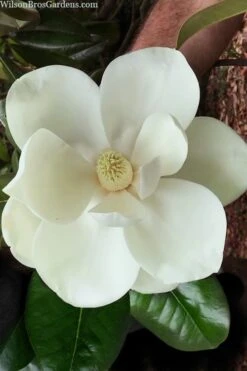 Southern Magnolia Tree - 5 Gallon Pot 11 Southern Magnolia Tree - 5 Gallon Pot -Outlet Drip Mingle Store magnolia grandiflora southern magnolia 2