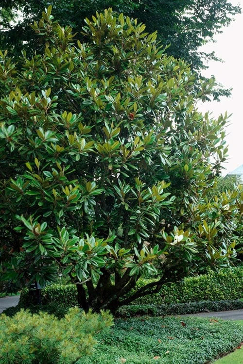 Southern Magnolia Tree - 5 Gallon Pot 3 Southern Magnolia Tree - 5 Gallon Pot