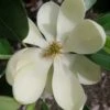 Green Shadow Sweetbay Magnolia Tree (Magnolia Virginiana) - 1 Gallon Pot -Outlet Drip Mingle Store magnolia green shadow sweetbay flower