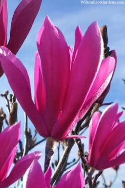 Jane Magnolia Tulip Tree - 1 Gallon Pot