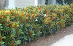 Little Gem Dwarf Southern Magnolia - 5 Gallon Pot -Outlet Drip Mingle Store magnolia little gem 12 5