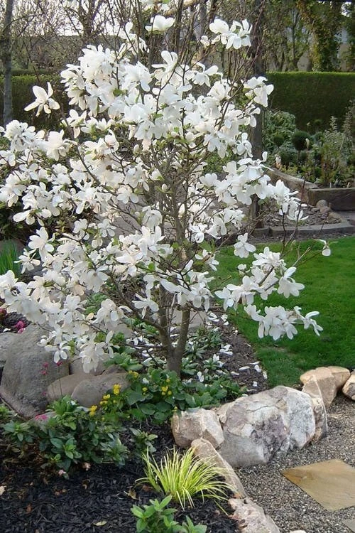 Dr. Merrill Magnolia Tree - 7 Gallon Pot (6-7') 10 Dr. Merrill Magnolia Tree - 7 Gallon Pot (6-7') - Image 8