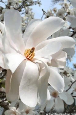 Dr. Merrill Magnolia Tree - 7 Gallon Pot (6-7') 15 Dr. Merrill Magnolia Tree - 7 Gallon Pot (6-7') -Outlet Drip Mingle Store magnolia loebneri dr merrill 10