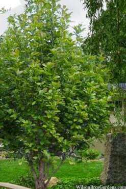 Dr. Merrill Magnolia Tree - 7 Gallon Pot (6-7') 14 Dr. Merrill Magnolia Tree - 7 Gallon Pot (6-7') -Outlet Drip Mingle Store magnolia loebneri dr merrill 12