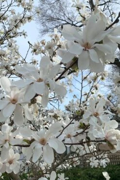 Dr. Merrill Magnolia Tree - 7 Gallon Pot (6-7') 16 Dr. Merrill Magnolia Tree - 7 Gallon Pot (6-7') -Outlet Drip Mingle Store magnolia loebneri dr merrill 2