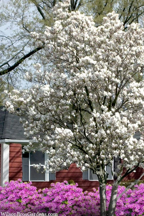 Dr. Merrill Magnolia Tree - 7 Gallon Pot (6-7') 6 Dr. Merrill Magnolia Tree - 7 Gallon Pot (6-7') - Image 4