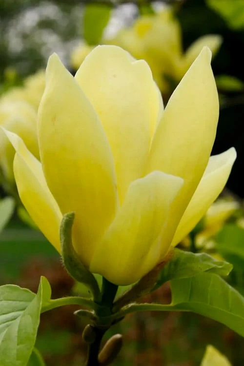 Lois Yellow Magnolia (Tulip Tree) - 7 Gallon Pot (5-6') 9 Lois Yellow Magnolia (Tulip Tree) - 7 Gallon Pot (5-6') - Image 7