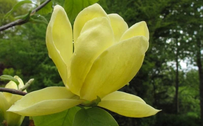 Lois Yellow Magnolia (Tulip Tree) - 7 Gallon Pot (5-6') 7 Lois Yellow Magnolia (Tulip Tree) - 7 Gallon Pot (5-6') - Image 5