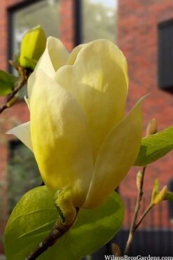 Lois Yellow Magnolia (Tulip Tree) - 7 Gallon Pot (5-6') 19 Lois Yellow Magnolia (Tulip Tree) - 7 Gallon Pot (5-6') -Outlet Drip Mingle Store magnolia lois yellow tulip tree 5