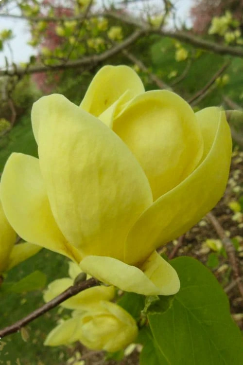 Lois Yellow Magnolia (Tulip Tree) - 7 Gallon Pot (5-6') 3 Lois Yellow Magnolia (Tulip Tree) - 7 Gallon Pot (5-6')