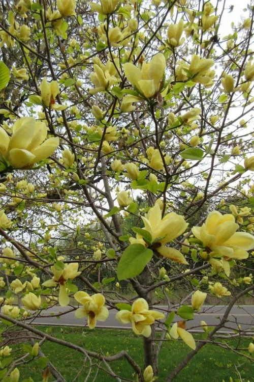 Lois Yellow Magnolia (Tulip Tree) - 7 Gallon Pot (5-6') 8 Lois Yellow Magnolia (Tulip Tree) - 7 Gallon Pot (5-6') - Image 6