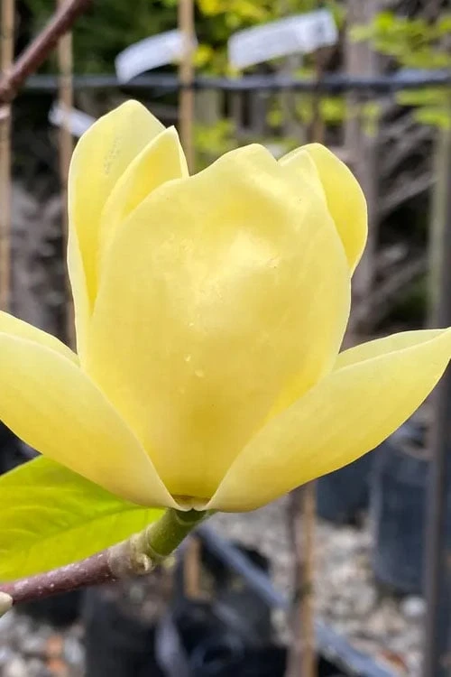 Lois Yellow Magnolia (Tulip Tree) - 7 Gallon Pot (5-6') 11 Lois Yellow Magnolia (Tulip Tree) - 7 Gallon Pot (5-6') - Image 9