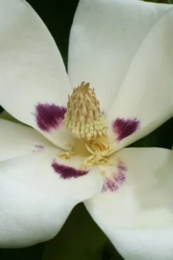 Ashe's Dwarf Bigleaf Magnolia - 7 Gallon Pot -Outlet Drip Mingle Store magnolia macrophylla ashei dwarf bigleaf 4