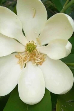 Moonglow Sweetbay Magnolia Tree (Magnolia Virginiana 'Jim Wilson') - 3 Gallon Pot 14 Moonglow Sweetbay Magnolia Tree (Magnolia Virginiana 'Jim Wilson') - 3 Gallon Pot -Outlet Drip Mingle Store magnolia moonglow sweetbay flower