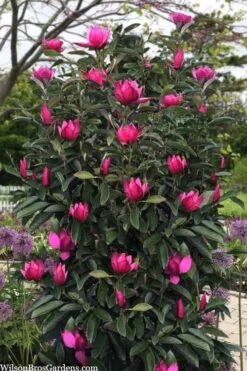 Pink Pyramid Magnolia (Tulip Tree) - 7 Gallon Pot -Outlet Drip Mingle Store magnolia pink pyramid tulip tree 120copy