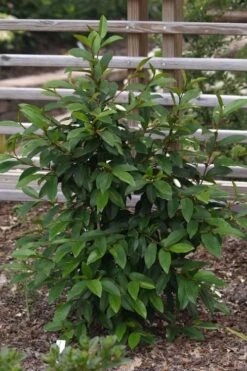 Serendipity Banana Shrub (Magnolia Figo) - 5 Gallon Pot -Outlet Drip Mingle Store magnolia serendipity banana shrub 3