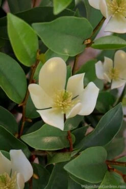 Serendipity Banana Shrub (Magnolia Figo) - 5 Gallon Pot -Outlet Drip Mingle Store magnolia serendipity banana shrub 4