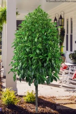 Stellar Ruby Magnolia Single Trunk Tree (Banana Shrub Hybrid) - 7 Gallon Pot (4-5') -Outlet Drip Mingle Store magnolia stellar ruby single trunk tree form 1